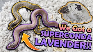 Baby LAVENDER Hognose Snakes Hatching [upl. by Saba]