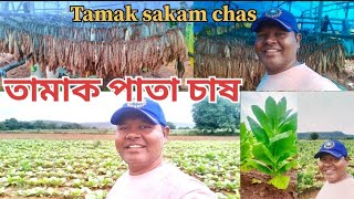 pugi ar sigaret masala sakam chash ll Tamak pata chash prothom bar deklam [upl. by Eceirehs]