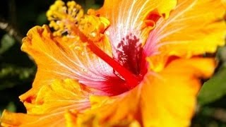 Tutorial Hibiscus rosasinensis [upl. by Yerffe541]