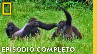 Reino de los Simios La Gran Competencia  Noche De Pelea Animal  Nat Geo en Español [upl. by Lechner147]