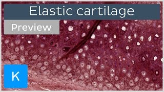 Elastic cartilage tissue under the microscope preview  Histology  Kenhub [upl. by Wait196]