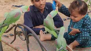 Mobile Ki Body Parrots Ne Cute Baby Se Cheen Li  Pets Vlog 13 September 2024 [upl. by Gloriana284]