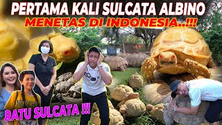 RATU SULCATA INDONESIA  SHOCK GUE DISINI ADA 8 KANDANG DENGAN RATUSAN SULCATA [upl. by Llebana293]