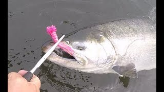 Alaska Aleutians Day 6  polywog popper surface fishing 4 silver salmon  Silberlachs [upl. by Frerichs65]