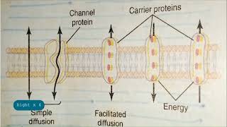 Plasma membrane and its structure [upl. by Lavinia]