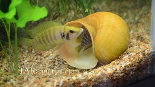 Altolamprologus calvus Yellow 001 [upl. by Nilyram75]