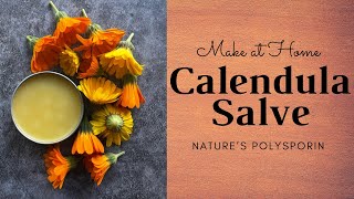 DIY Calendula Salve  Natures Polysporin  Homestead Recipes [upl. by Roxi613]