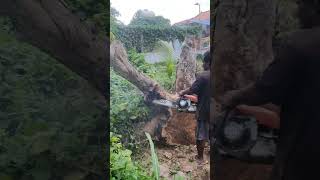 STIHL Chainsaw Cutting Big Wood chainsaw stihl shorts 1706 [upl. by Vanna136]