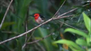 Scarlet Honeyeaters [upl. by Eecrad]