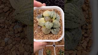 Haworthia Picta Totoro Variegated plants haworthia succulent [upl. by Slyke]