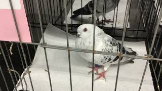 Blue checkers Damascene At Central Jersey Variety Pigeon Club Show [upl. by Adnawt]