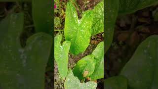 Caladium plant care tips ytshorts garden nature [upl. by Rramal112]