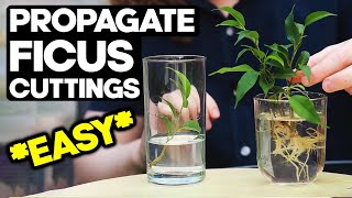 Propagate Ficus from Cuttings for Bonsai 🌱 EASY [upl. by Melvyn401]