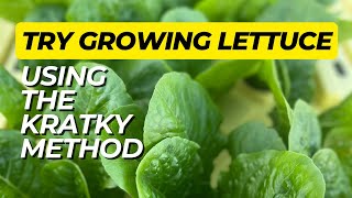 Grow Your Own Lettuce using the Kratky Method [upl. by Jovita]