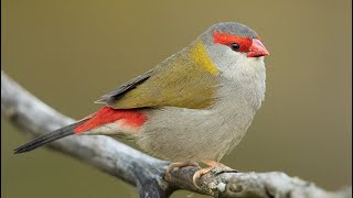 Redbrowed Finch eating seeds [upl. by Radbun]