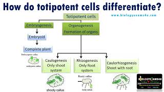 How do Totipotent cells differentiate in Plant Tissue Culture [upl. by Lankton]