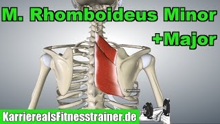 M Rhomboideus Minor amp Major Ansatz Ursprung Funktion Prüfungsstoff [upl. by Ellennod]