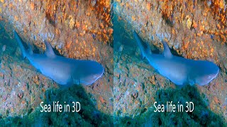 3D SCUBA diving in Costa Rica Guanacaste 4K side by side [upl. by Lorenzo]