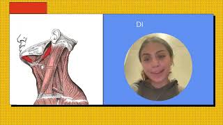 Anatomía de las Arterias del Cuello y Músculos del Cuello Suprahioideos Infrahioideos y Faringe [upl. by Stulin760]