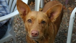 Podenco Andaluz maneto  Raza de Perro [upl. by Maegan]