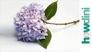 How to make lilacs and hydrangeas last longer [upl. by Marlow463]