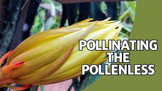 Pollinating A Pollenless Or Closed Dragon Fruit Flower [upl. by Billy133]