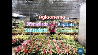 Aglaonema Overload  May 19 2024  Juanitos Garden [upl. by Ativla]