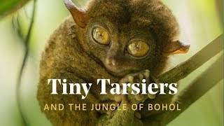 We found TINY TARSIERS in the Philippines 🐒🌿Best of Bohol [upl. by Morganne]