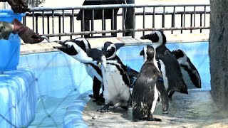 20230727 上野動物園 ケープペンギン 飼育員さんからお魚をもらうペンギンたち [upl. by Attenaj370]