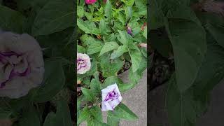 Late Summer Blooms in NE Zone 67 Double Purple Datura Zinnias Cardinal Cypress Morning Glory [upl. by Avron679]