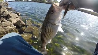 This is THE BEST Lure Of All Time For Striped Bass [upl. by Granville]