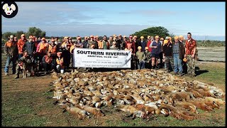 How Australian Farmers Deal With Thousands Of Invasive Foxes [upl. by Rodrique702]