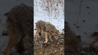 Coyote 1 [upl. by Melany]