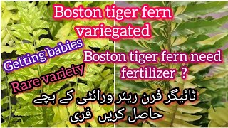 Tiger Boston fern variegated getting babies free fertilizerBloom with SI [upl. by Nalyd]