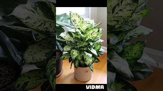 ⚠️Cuidado con estas plantas son venenosas😱 [upl. by Darla]