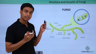 Class 11th – Fungi  Structure and growth  Biological Classification  Tutorials Point [upl. by Ahseiuqal]