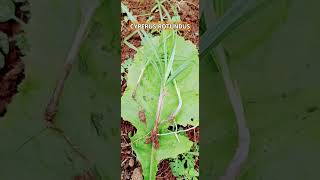 Cyperus Rotundus [upl. by Jews]