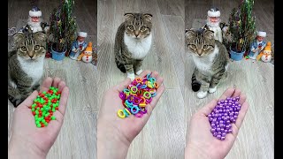 Cat Marbles Satisfying Reverse Video ASMR Funny Video [upl. by Atinaj]