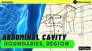 Abdominal Cavity  Boundaries 9 Regions 4 Quadrants 4 Plane  EduLesson Abdomen Anatomy Notes [upl. by Lrigybab]