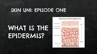 Skin Uni Ep 1What is the Epidermis [upl. by Lynnea]