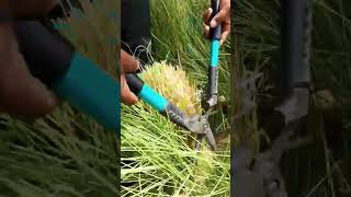 Pennisetum Grass Cutting youtubeshorts viralvideo shorts youtube subscribe foryou shortvideo [upl. by Ericka]