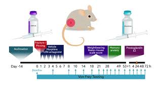 Opioids in mice make it harder to heal from surgery [upl. by Dredi]