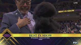 Sage the Miniature Poodle wins Best in Show  Westminster Kennel Club [upl. by Hadleigh]