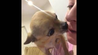 Chihuahua Kisses [upl. by Babita]