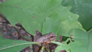 Spring peeper in fall [upl. by Ranna119]