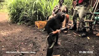 RISE OF THE PLANET OF THE APES  Viral Video Ape With AK47 [upl. by Gabriello]