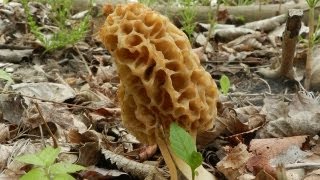 How To Grow Morel Mushrooms [upl. by Melisent]