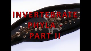 Invertebrate Phyla  Part II [upl. by Ahtanoj]