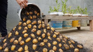 Using this method You can grow potatoes all year round Growing potatoes in plastic containers [upl. by Black]