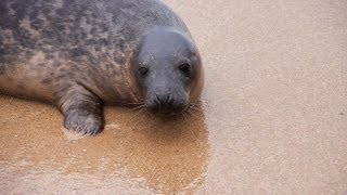 3 bébés phoques relâchés à Biarritz  3 seals [upl. by Bina]